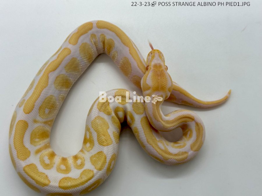 POSS STRANGE ALBINO PH PIED